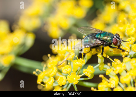 A Greenbottle fly, Lucilia sp., feeding on Fennel flowers in a South Yorkshire garden. Stock Photo