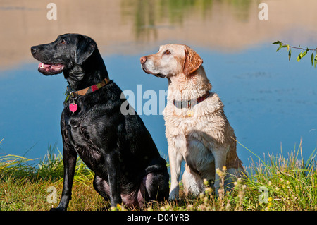 Black and yellow Labrador retrievers sitting by pond Stock Photo