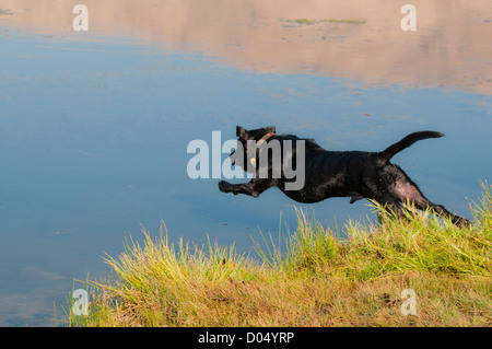 Black Labrador retriever jumping into water Stock Photo