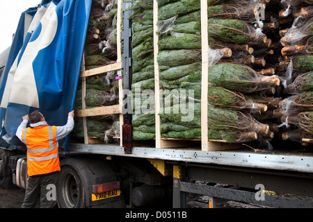 Netted Medium Nordman Fir Christmas Trees ready for unloading from a lorry in Lancashire Stock Photo