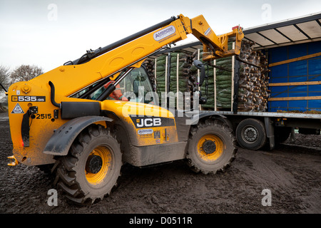Netted Medium Nordman Fir Christmas Trees ready for being unloaded from a lorry with a JCB telehandler in Lancashire Stock Photo