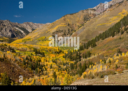 Aspen and Spruce forests in autumn, looking up towards Mount Sneffels Wilderness, above Telluride, San Juan Mountains, Colorado Stock Photo