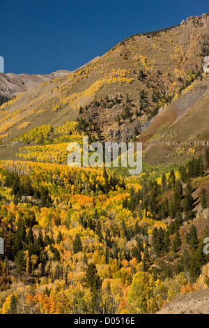Aspen and Spruce forests in autumn, looking up towards Mount Sneffels Wilderness, above Telluride, San Juan Mountains, Colorado Stock Photo