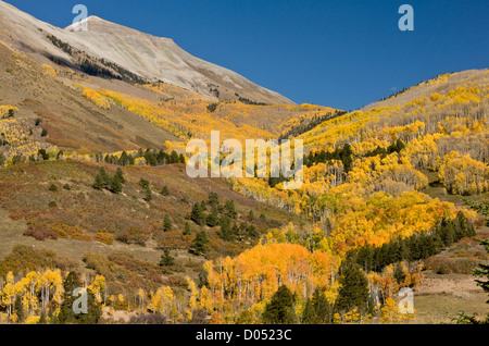 Aspen and Spruce forests in autumn, looking up towards Mount Sneffels Wilderness, above Telluride, San Juan Mountains, Colorado Stock Photo