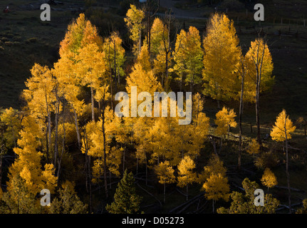 Quaking Aspen trees, Populus tremuloides, with autumn colour against the light, in the San Juan mountains, Colorado, USA Stock Photo