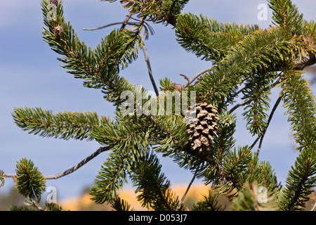 Bristlecone pine, Pinus longaeva, on Boulder Mountain, Utah, USA