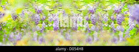 Full view of Wisteria Vine Stock Photo