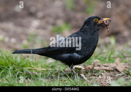 A Male Blackbird (Turdus merula) with a beak full of worms collected from a garden Stock Photo