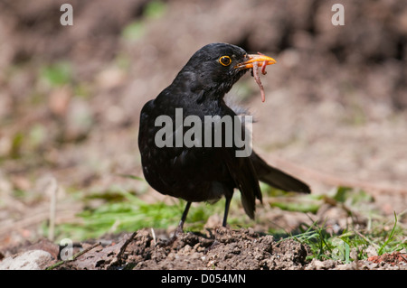 A Male Blackbird (Turdus merula) with a beak full of worms collected from a garden Stock Photo