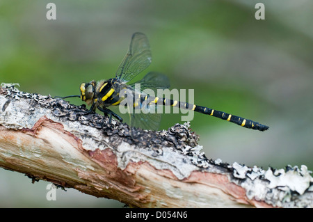 A Golden Ringed Dragonfly rests on a lichen covered branch, Isle of Mull, Scotland, UK Stock Photo