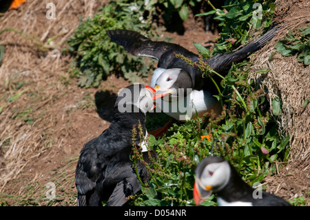 A pair of puffins fighting, wrestling with their beaks. Stock Photo