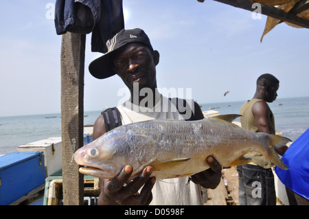 Man with big fish in Bakau harbour, The Gambia. Stock Photo