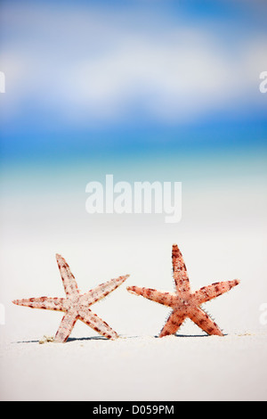 Two starfish on tropical beach Stock Photo