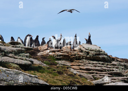 Gentoo penguins signal their alarm as a Kelp Gull flies overhead Stock Photo