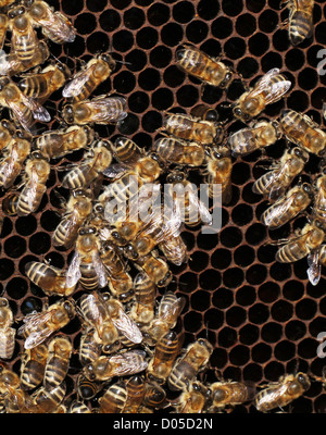 Honey bees working on a honeycomb Stock Photo