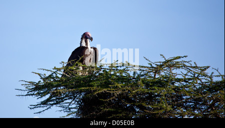 A Lappet-faced Vulture sits in a tree waiting for a fresh kill to scavenge. Serengeti National Park, Tanzania. Stock Photo