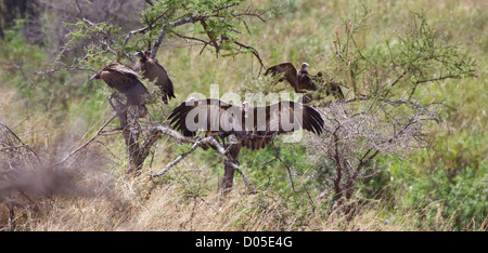 Hooded Vultures wait in a nearby tree while the lions have their fill at a fresh kill. Serengeti National Park, Tanzania Stock Photo