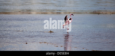 A Greater Flamingo comes in for a landing on a lake in Serengeti National Park, Tanzania Stock Photo