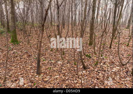 Common European beech mature woodland forest in autumn mist and drizzle Stock Photo