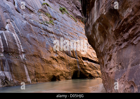 The Narrows, canyon on the North Fork Virgin River, Zion Canyon, National Park, Utah, USA Stock Photo