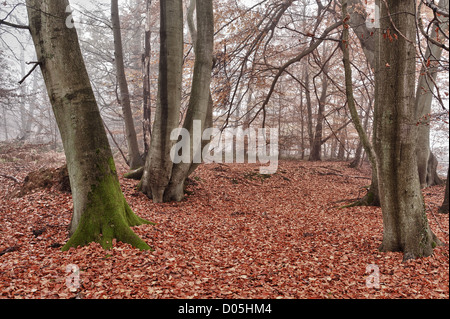 Common European beech mature woodland forest in autumn mist and drizzle Stock Photo