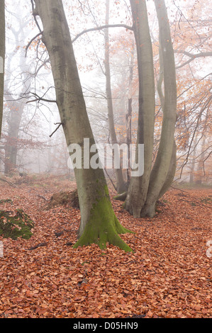 Common European beech mature woodland forest in autumn mist and drizzle Stock Photo