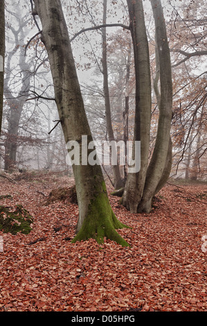 Common European beech mature woodland forest in autumn mist and drizzle Stock Photo