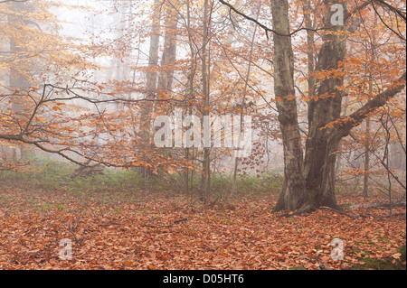 Common European beech mature woodland forest in autumn mist and drizzle Stock Photo