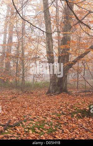 Common European beech mature woodland forest in autumn mist and drizzle Stock Photo