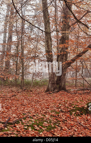 Common European beech mature woodland forest in autumn mist and drizzle Stock Photo