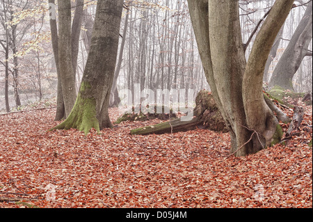 Common European beech mature woodland forest in autumn mist and drizzle Stock Photo