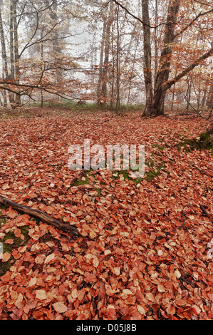 Common European beech mature woodland forest in autumn mist and drizzle Stock Photo