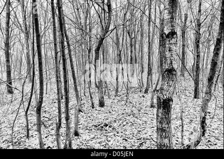 Common European beech mature woodland forest in autumn mist and drizzle Stock Photo