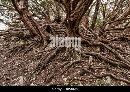 tangled roots of English Yew established on the sides and slopes of a wwii bomb crater in north downs bomb ally to Biggin Hill Stock Photo