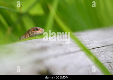 European common lizard (Lacerta vivipara, Zootoca vivipara), Europe Stock Photo