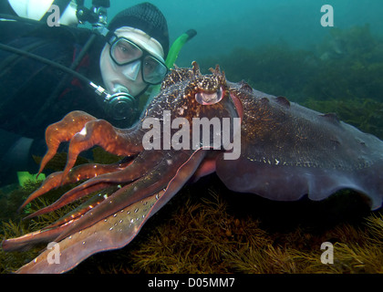Giant Cuttlefish Encounter. Stock Photo