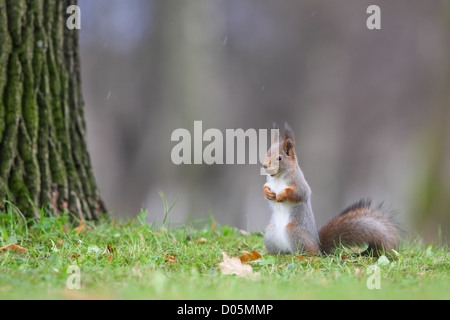 Red squirrel (Sciurus vulgaris) with oak acorn in his mouth. Stock Photo