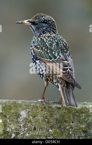 European starling Stock Photo