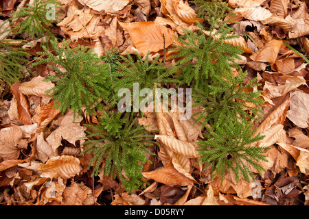 Blue Ground Cedar, or Blue Ground Pine, Lycopodium tristachyum (Diphasiastrum tristachyum), Adirondack Mountains Stock Photo