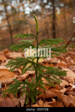 Blue Ground Cedar, or Blue Ground Pine, Lycopodium tristachyum (Diphasiastrum tristachyum), Adirondack Mountains Stock Photo