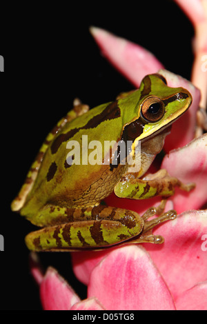 A Masked Tree Frog (Smilisca phaeota) on a pink ginger flower in Manuel Antonio, on Central Pacific coast of Costa Rica. Stock Photo