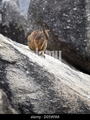 a rock wallaby sitting on a granite ledge Stock Photo