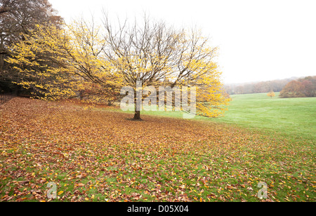 Fallen Leaves In An Autumn Grassy Field Stock Photo - Alamy