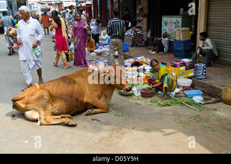 Holy Cows in the Streets of Mumbai, India Stock Photo - Alamy