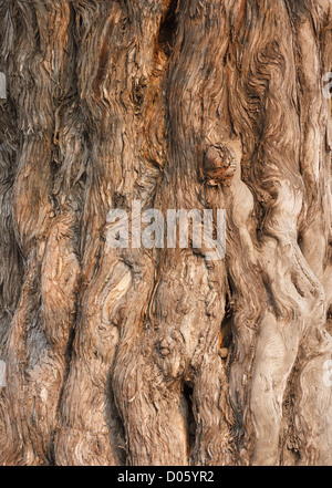 Bark of the Nine Dragon Juniper (Juniperus Chinensis) at Tiantan Gongyuan, Beijing, China Stock Photo