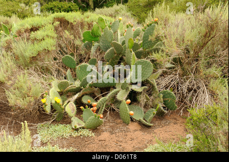 Large cactus with yellow flowers and buds Stock Photo