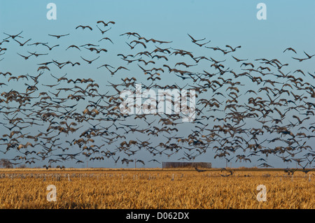 A flock of sandhill cranes leaving a grain field on a farm near Plainview, Texas Stock Photo