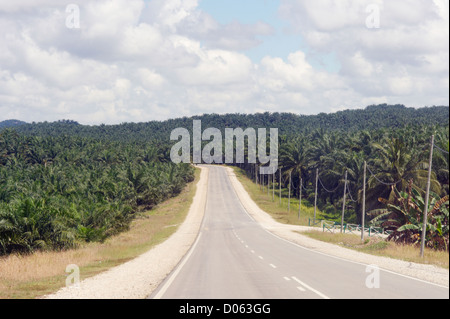 Road through palm oil plantations, Sabah, Borneo Stock Photo