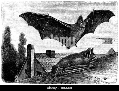 illustrations of halloween night with bats flying over blue moon, with ...