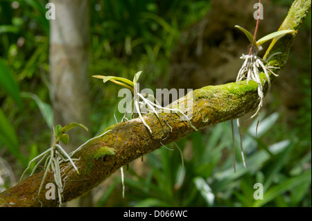 Three small orchid plants growing on a tree branch, Sandakan, Borneo Stock Photo